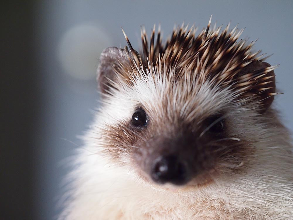 Saying Goodbye to Boomer