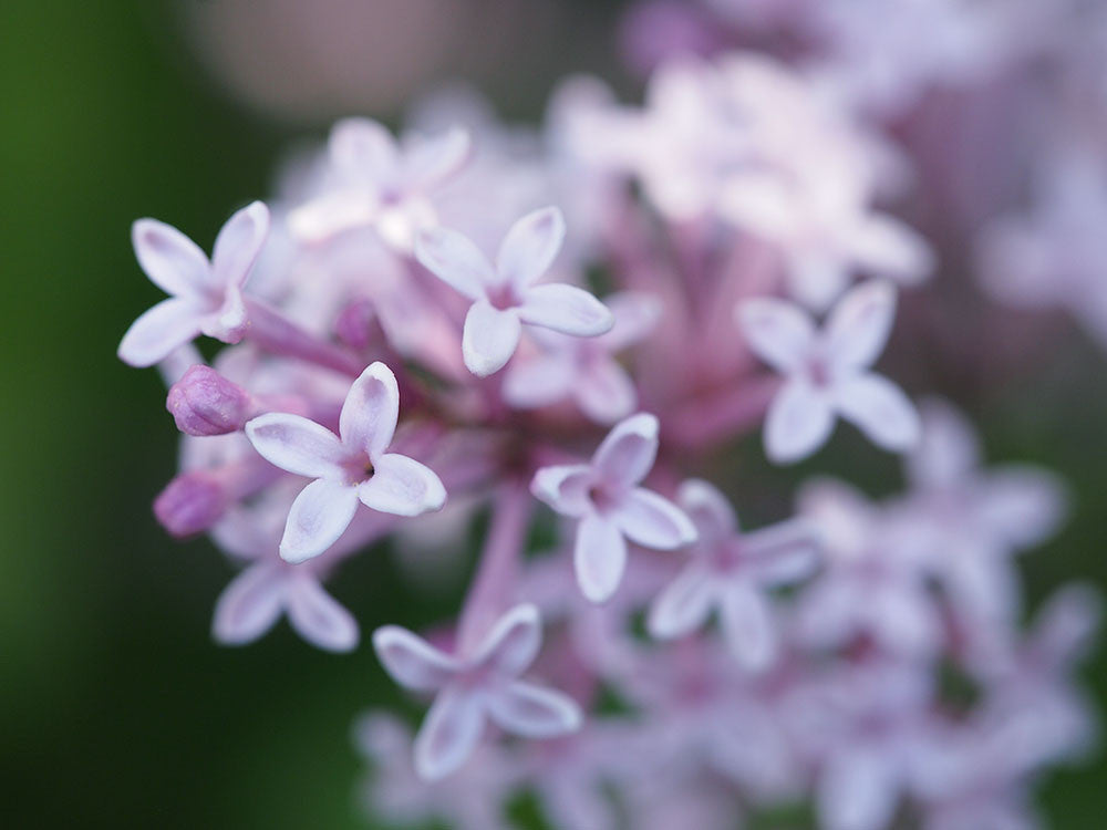 Lilacs in Full Bloom