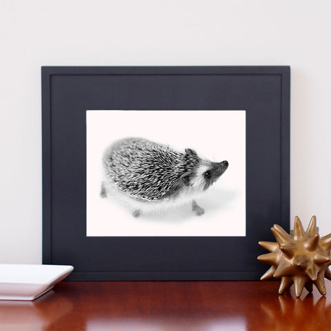 Hedgehog Photos - Giclee Print B&W