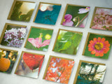 Nature Photography Enclosure Cards