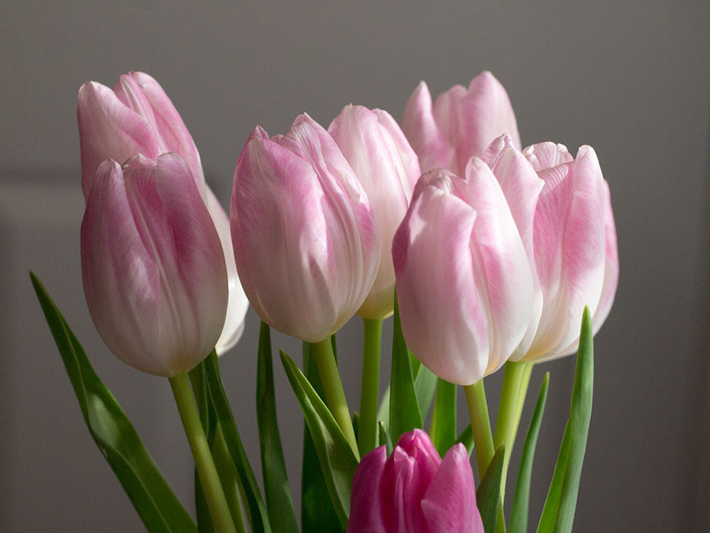 Fall in Love with Tulips