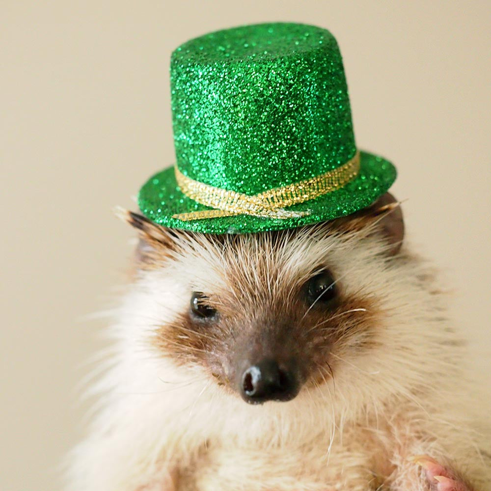 St. Patrick's Day Hedgehog