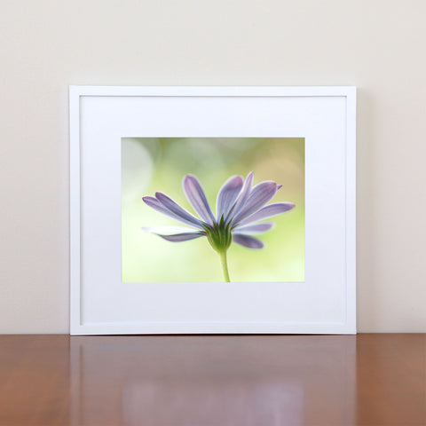 Daisy Photography Wall Art Giclee Print